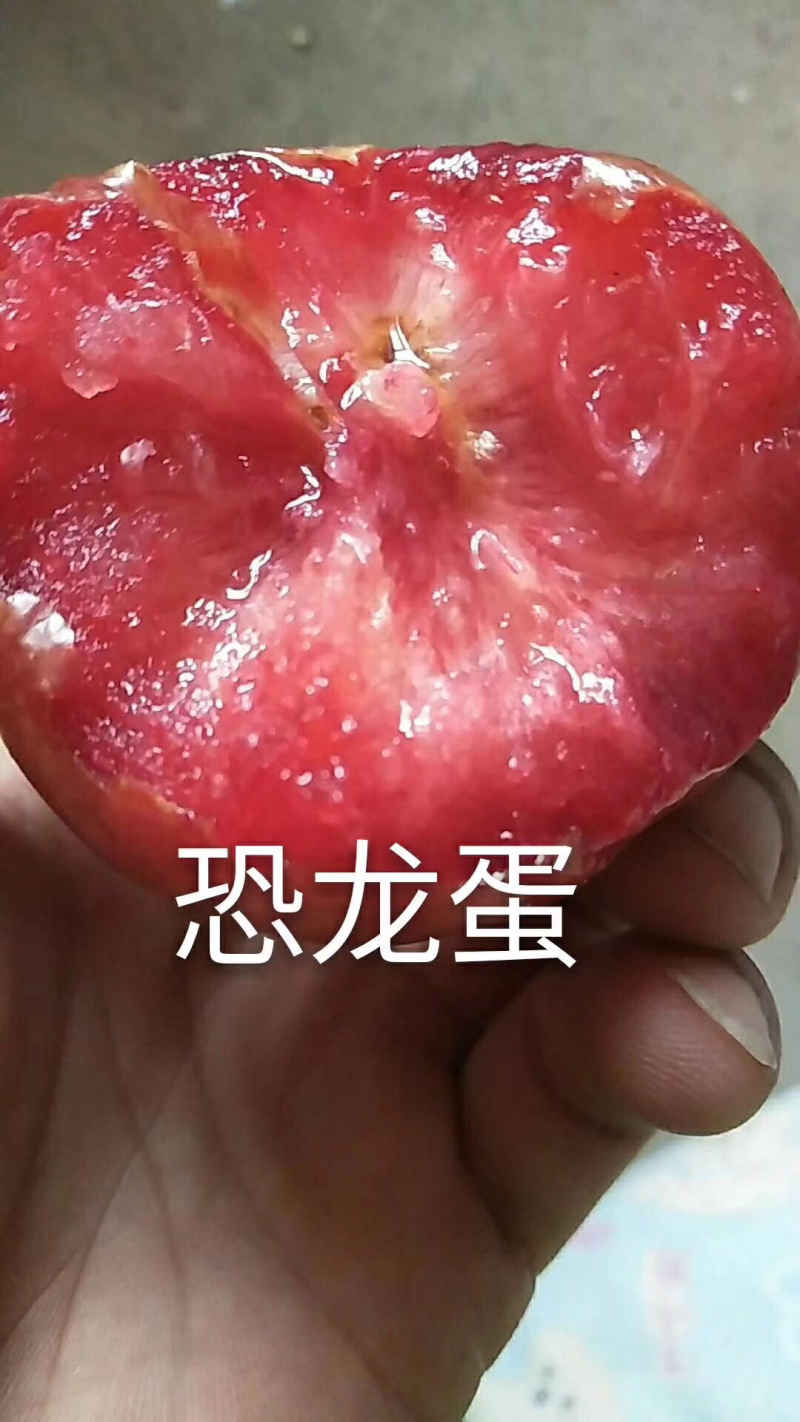 恐龙蛋李子苗口感好，红肉李子苗南北方均可种植