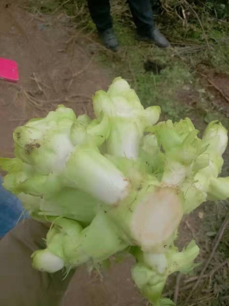 精品儿菜，基地直发，量大从优。
