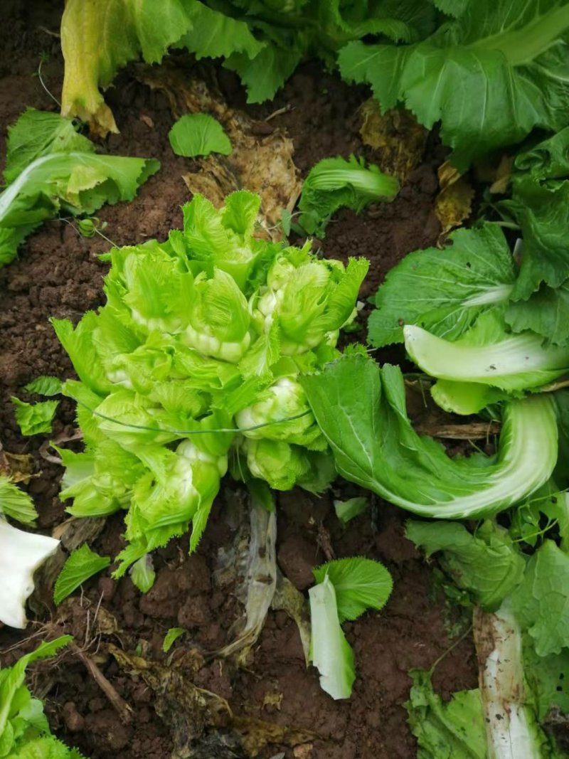 精品儿菜，基地直发，量大从优。
