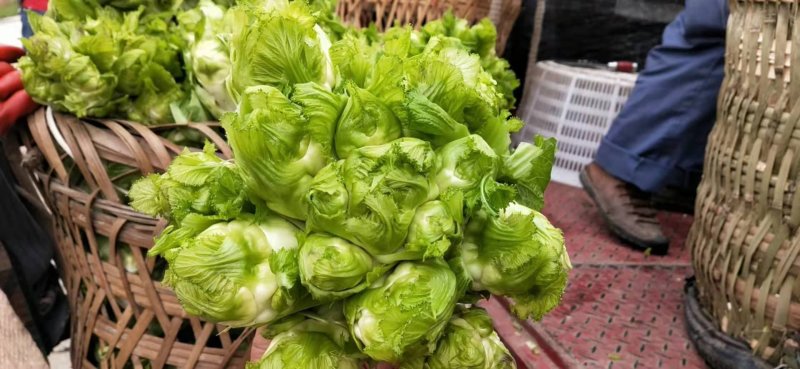 精品儿菜，基地直发，量大从优。