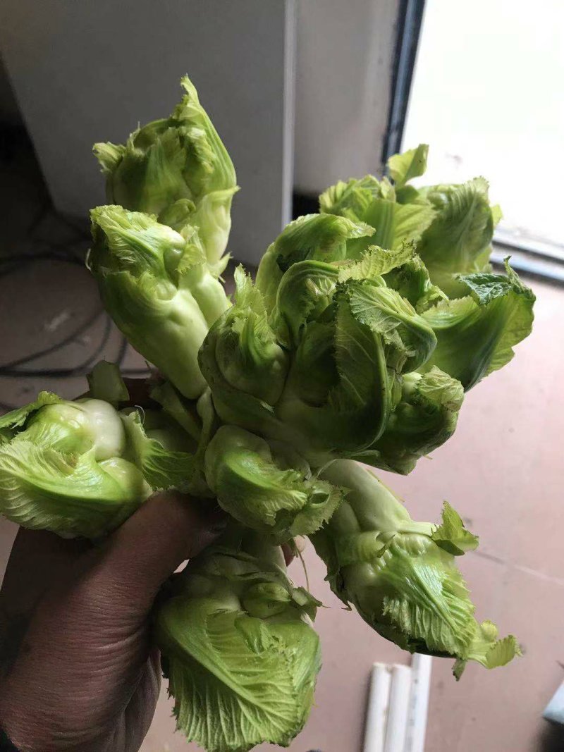 精品儿菜，基地直发，量大从优。