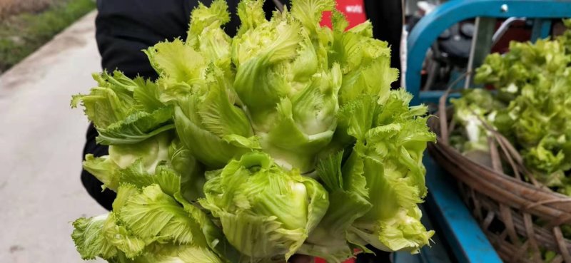 精品儿菜，基地直发，量大从优。