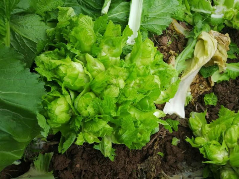 精品儿菜，基地直发，量大从优。