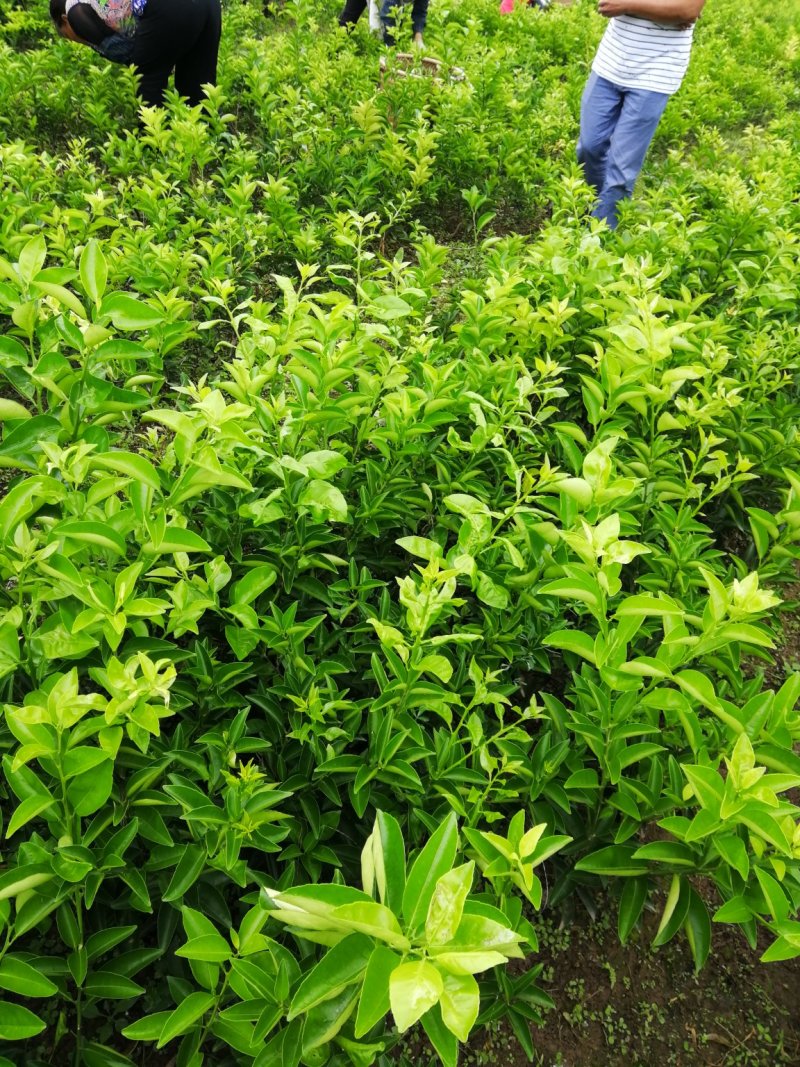 药枳壳苗品种纯正、可提供技术指导、包回收产品。