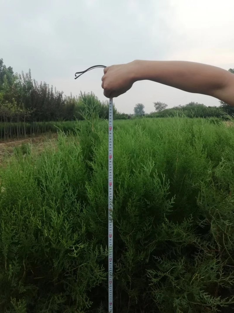 营养钵50～1米2侧柏陕西侧柏