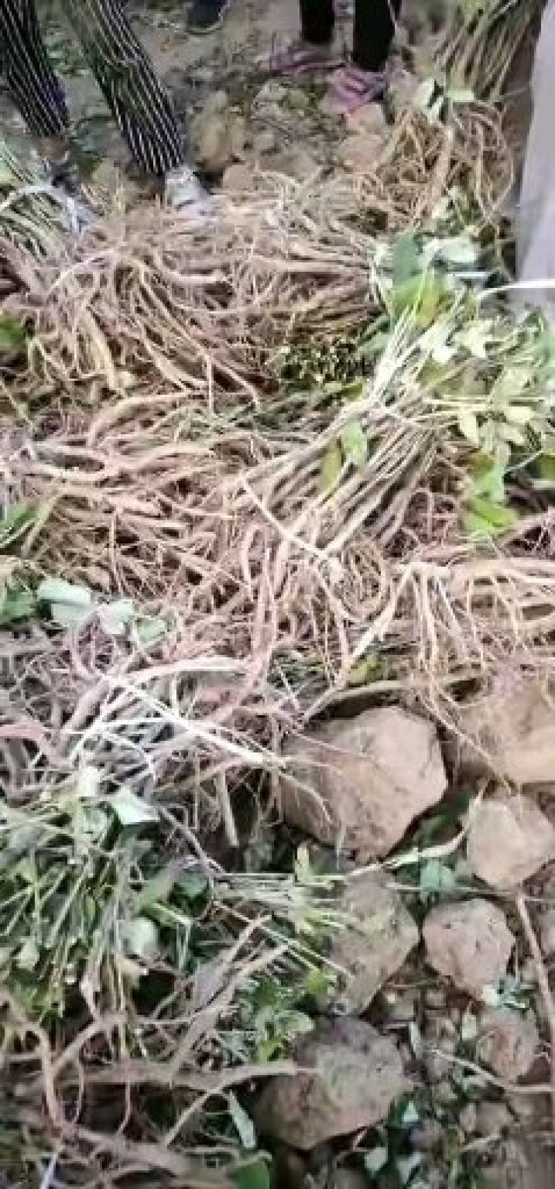 油牡丹苗，一年苗六分，两年苗一毛五，三年苗三毛！