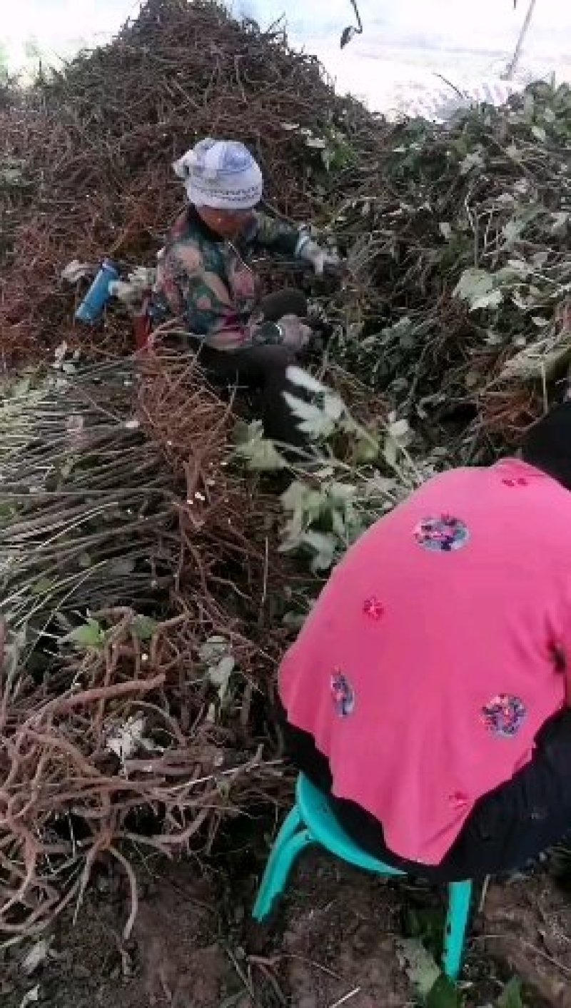 油牡丹苗，一年苗六分，两年苗一毛五，三年苗三毛！