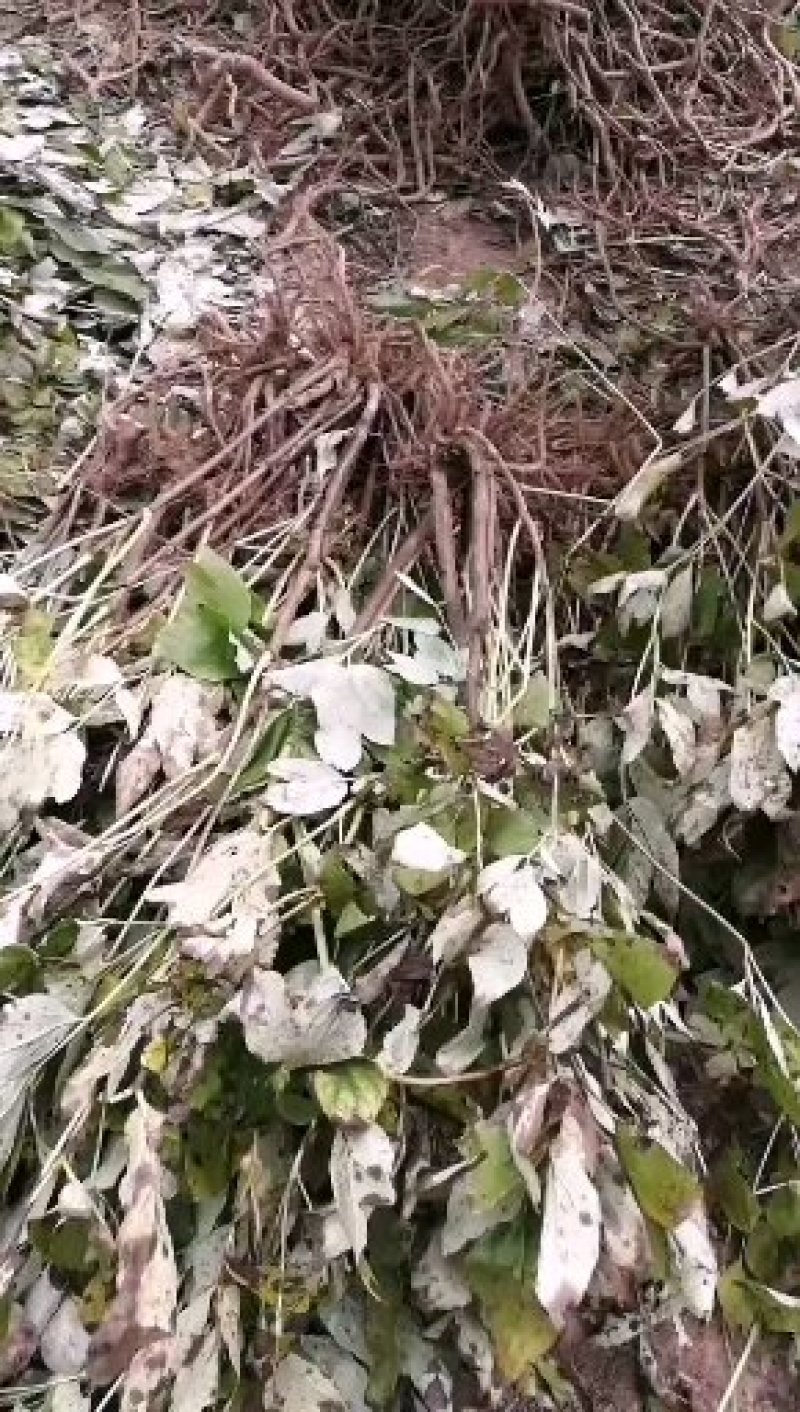油牡丹苗，一年苗六分，两年苗一毛五，三年苗三毛！