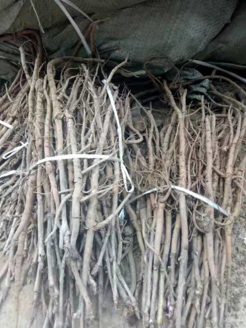 油牡丹苗，一年苗六分，两年苗一毛五，三年苗三毛！