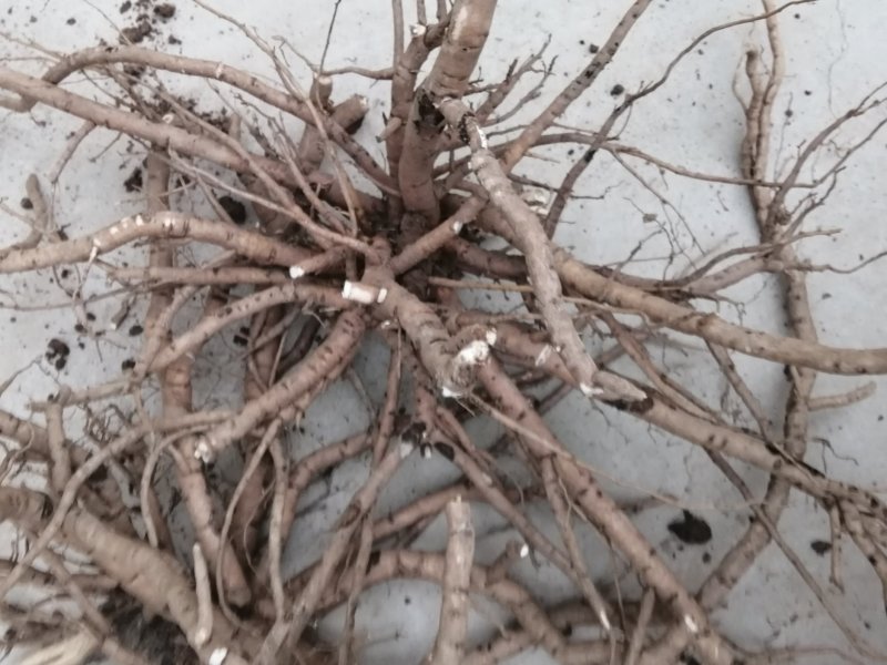 油牡丹苗，一年苗六分，两年苗一毛五，三年苗三毛！