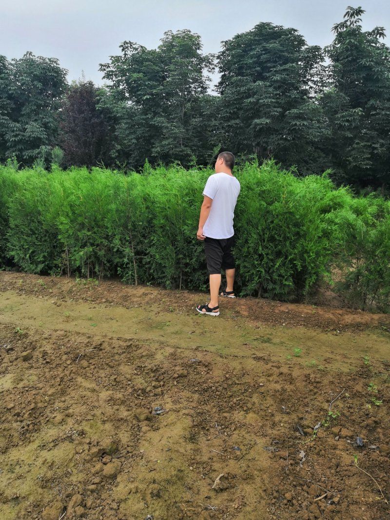 大田侧柏高度80～1米5陕西侧柏