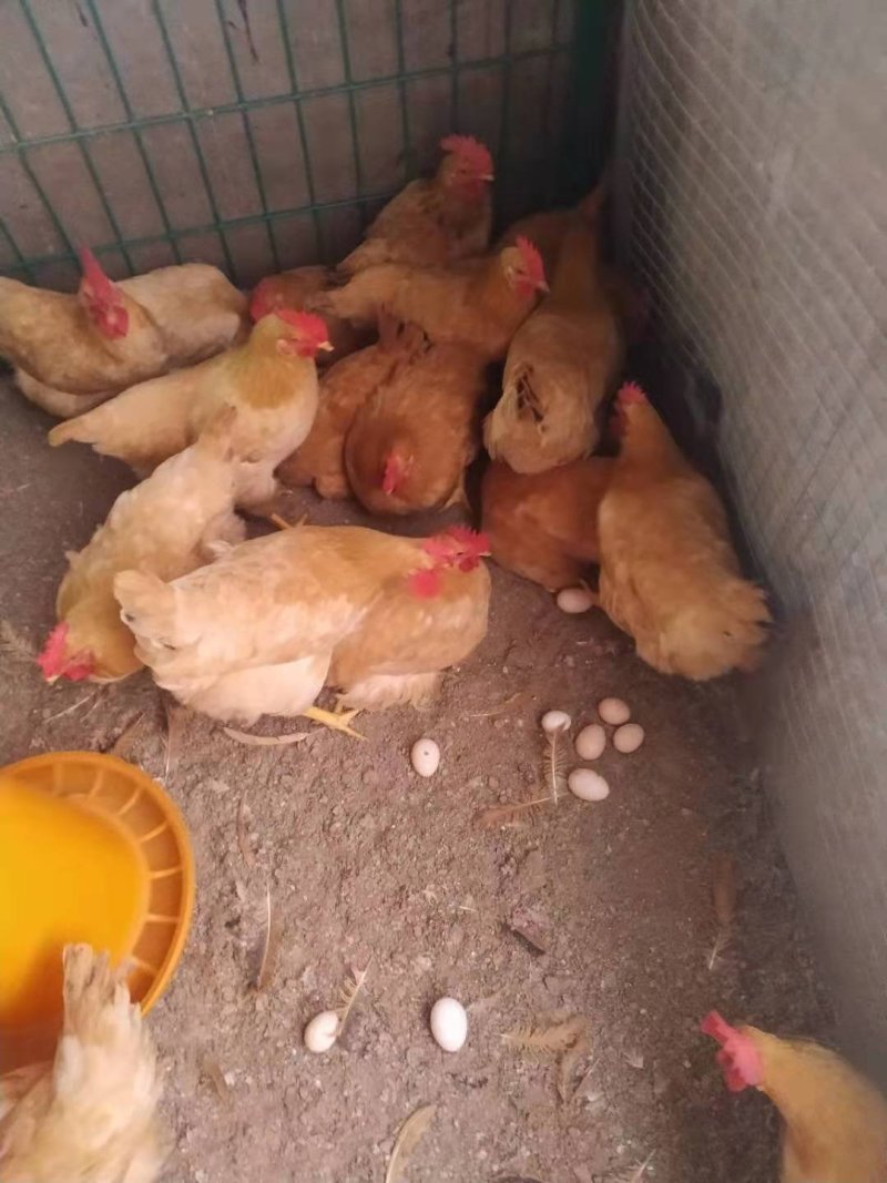 广西兴业县优质三黄鸡