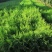 大田侧柏高度80~1米5陕西侧柏