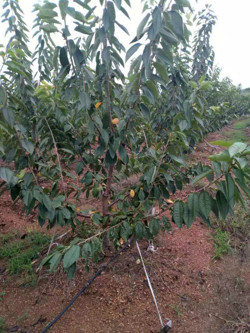 车厘子俄罗斯8号大樱桃苗1~3年苗含香耐寒根系