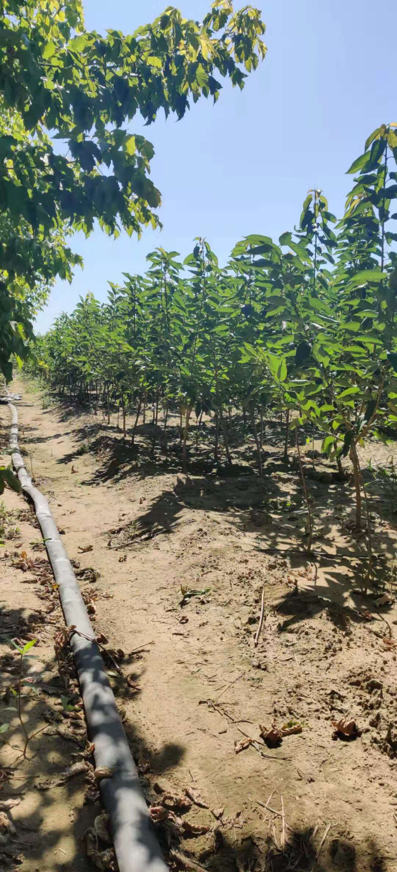 车厘子俄罗斯8号大樱桃苗1~3年苗含香耐寒根系