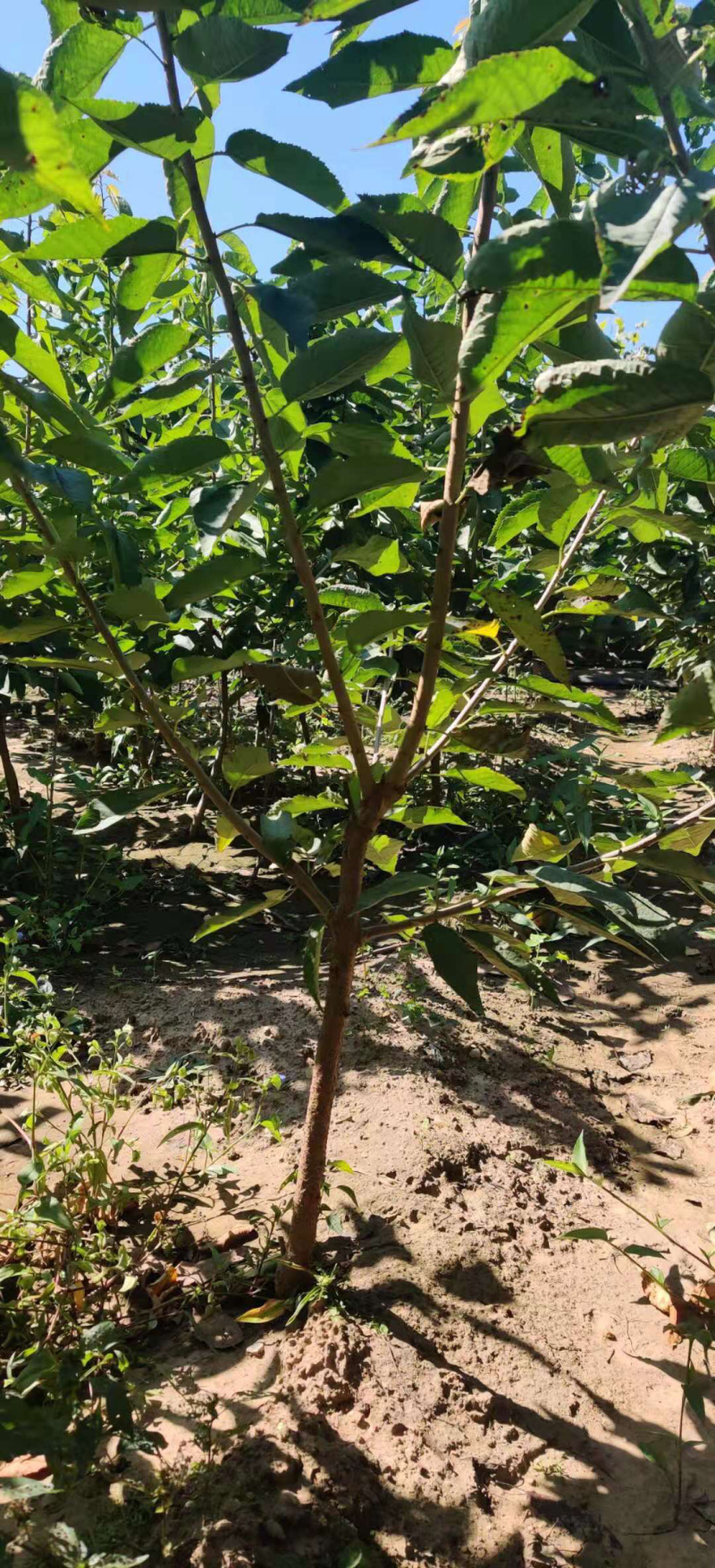 车厘子俄罗斯8号大樱桃苗1~3年苗含香耐寒根系