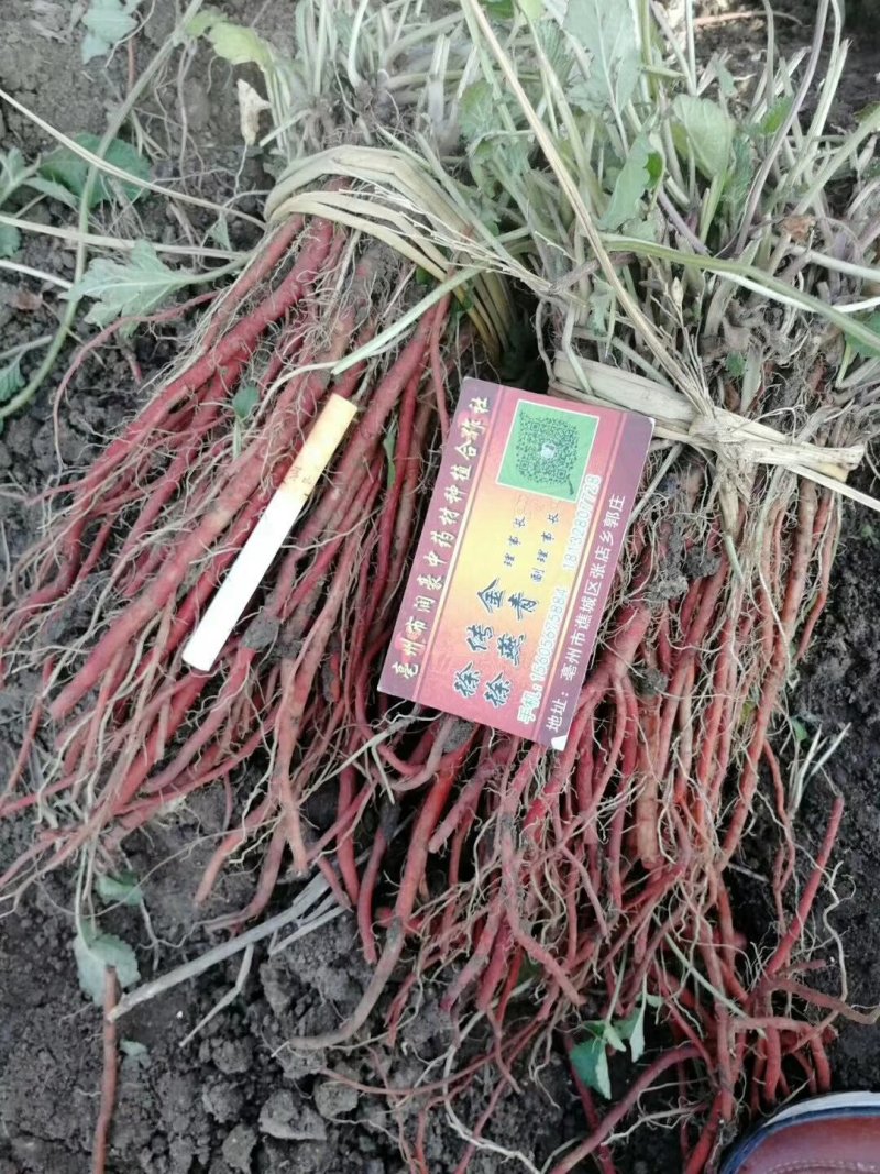 丹参苗，当年收，效益快，好管理上门回收，和管理
