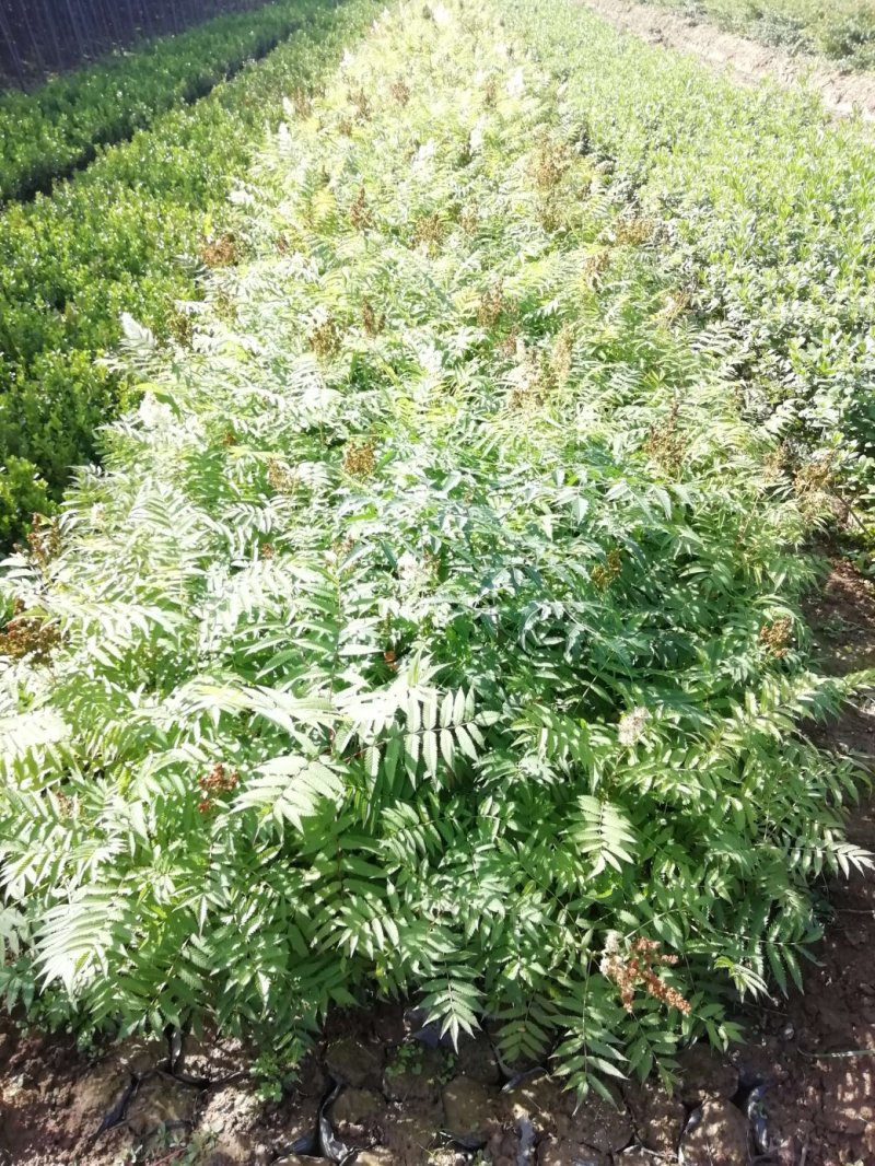 营养钵珍珠梅，东北珍珠梅杯子珍珠梅