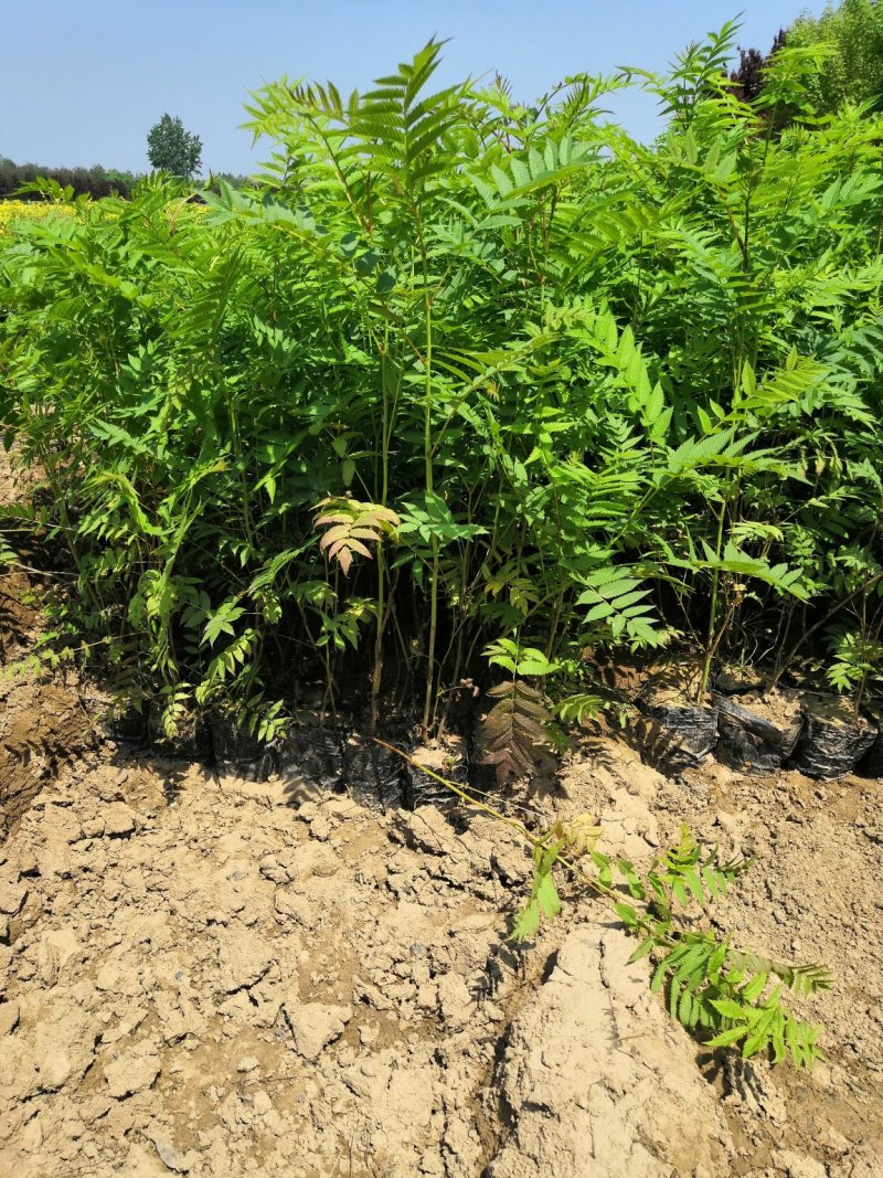 营养钵珍珠梅，东北珍珠梅杯子珍珠梅