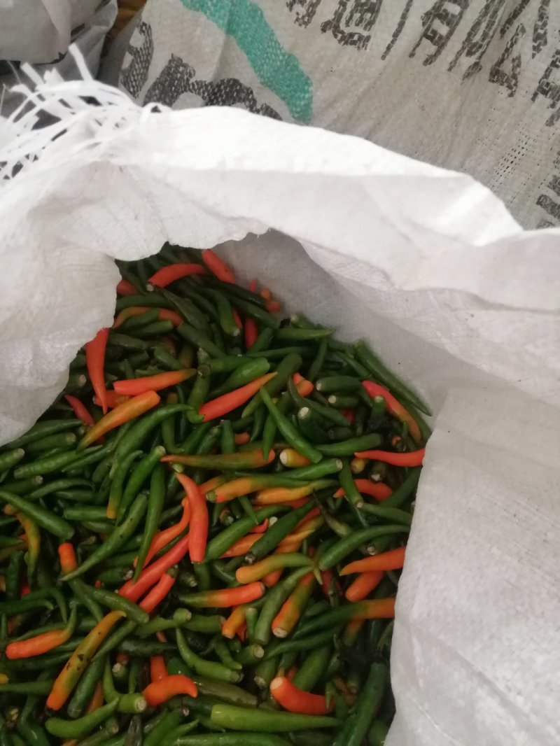 青米椒，大量上市了，可视频看货，欢迎订购
