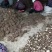 苍术，两年收，成活率高，好管理，上门回收，提供技术管