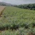 大田桃核种的,山桃苗