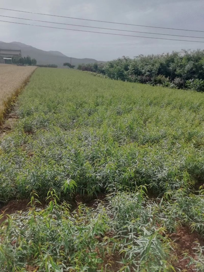 大田桃核种的，山桃苗
