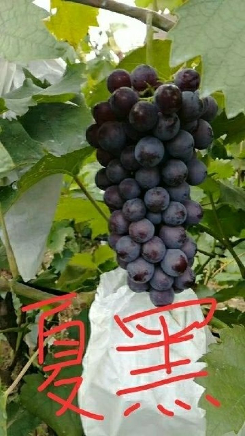 葡萄苗2年生夏黑葡萄苗当年挂果苗