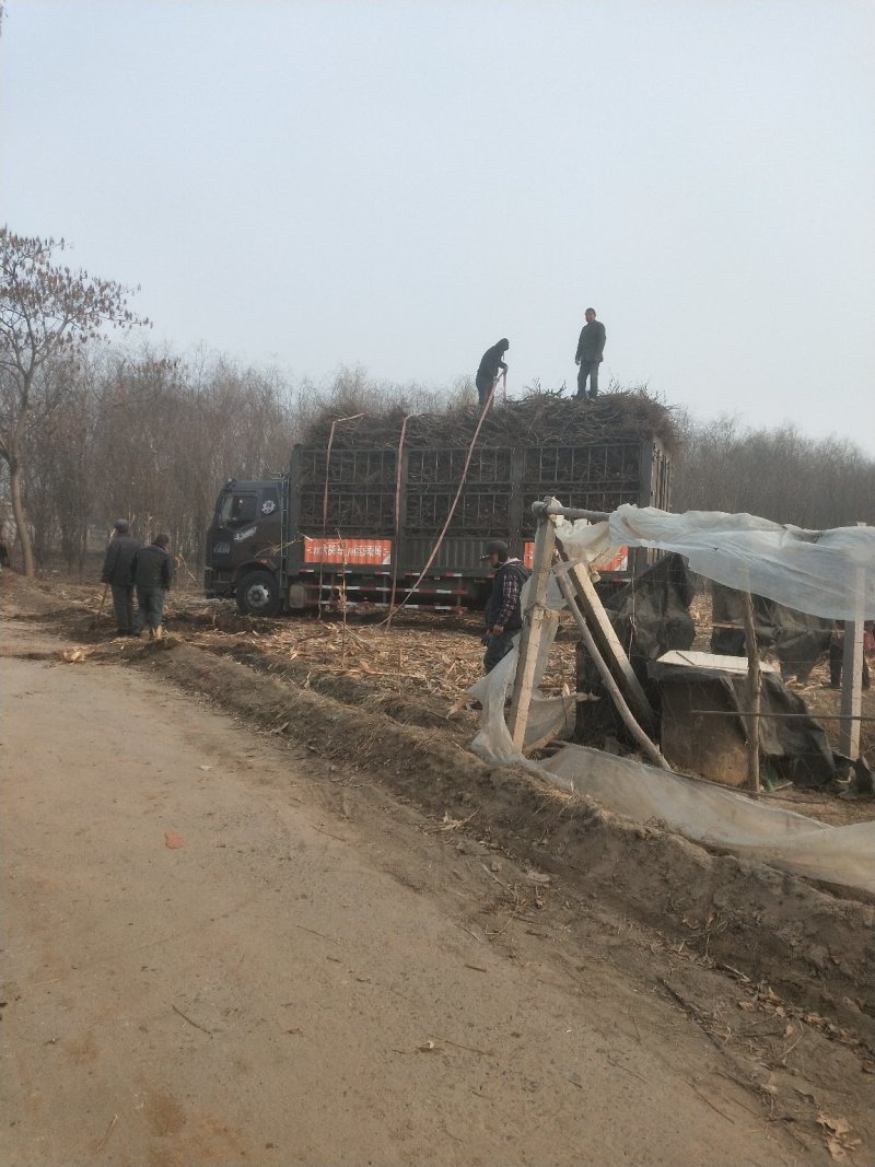 河北保定清苑大量出售《占地葡萄树》占地苗