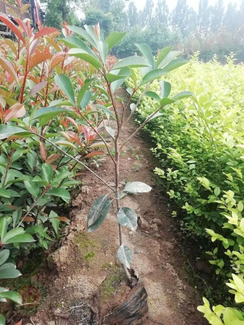 营养杯红叶石楠，营养杯石楠，红叶石楠基地，红叶石楠产地直