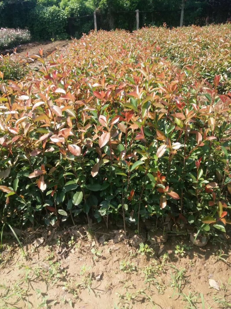 营养杯红叶石楠，营养杯石楠，红叶石楠基地，红叶石楠产地直