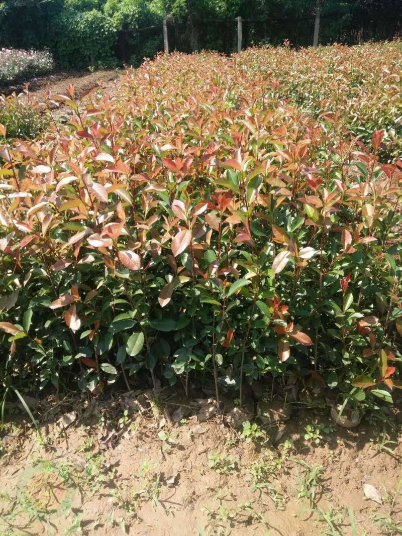 营养杯红叶石楠，营养杯石楠，红叶石楠基地，红叶石楠产地直