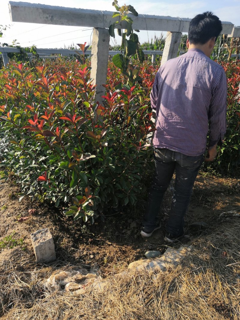 营养杯红叶石楠，营养杯石楠，红叶石楠基地，红叶石楠产地直
