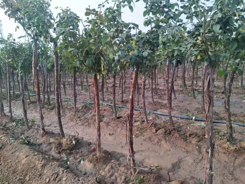 1颗代发：月季基地直供3公分树桩月季，量大价优！