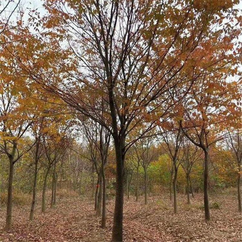 供应榉树榉树价格红叶榉树3-25公分榉树