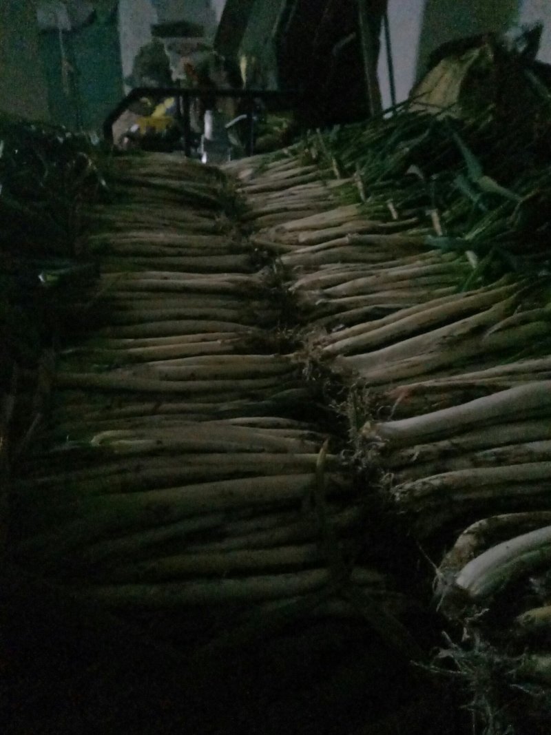 社旗丁庄街，长白大葱毛葱2cm左右30~40cm，
