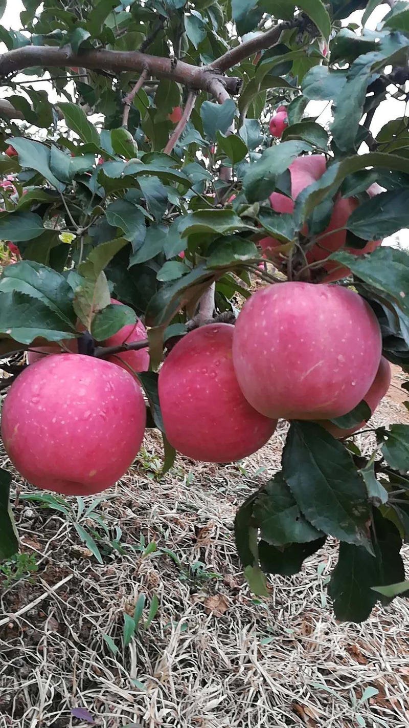 寒富苹果苗耐寒矮化二刀寒富苹果树苗品种纯