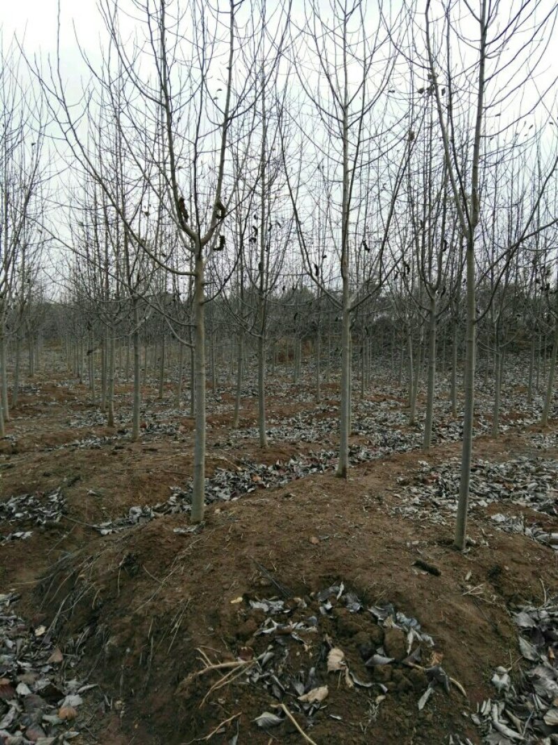 供应庭院树白玉兰白玉兰价格3-25公分白玉兰
