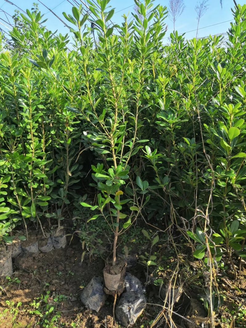 陕西海桐/营养钵海桐高度40到80左右