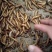 大麦虫活体面包虫黄粉虫画眉八哥金龙鱼活体饲料包邮