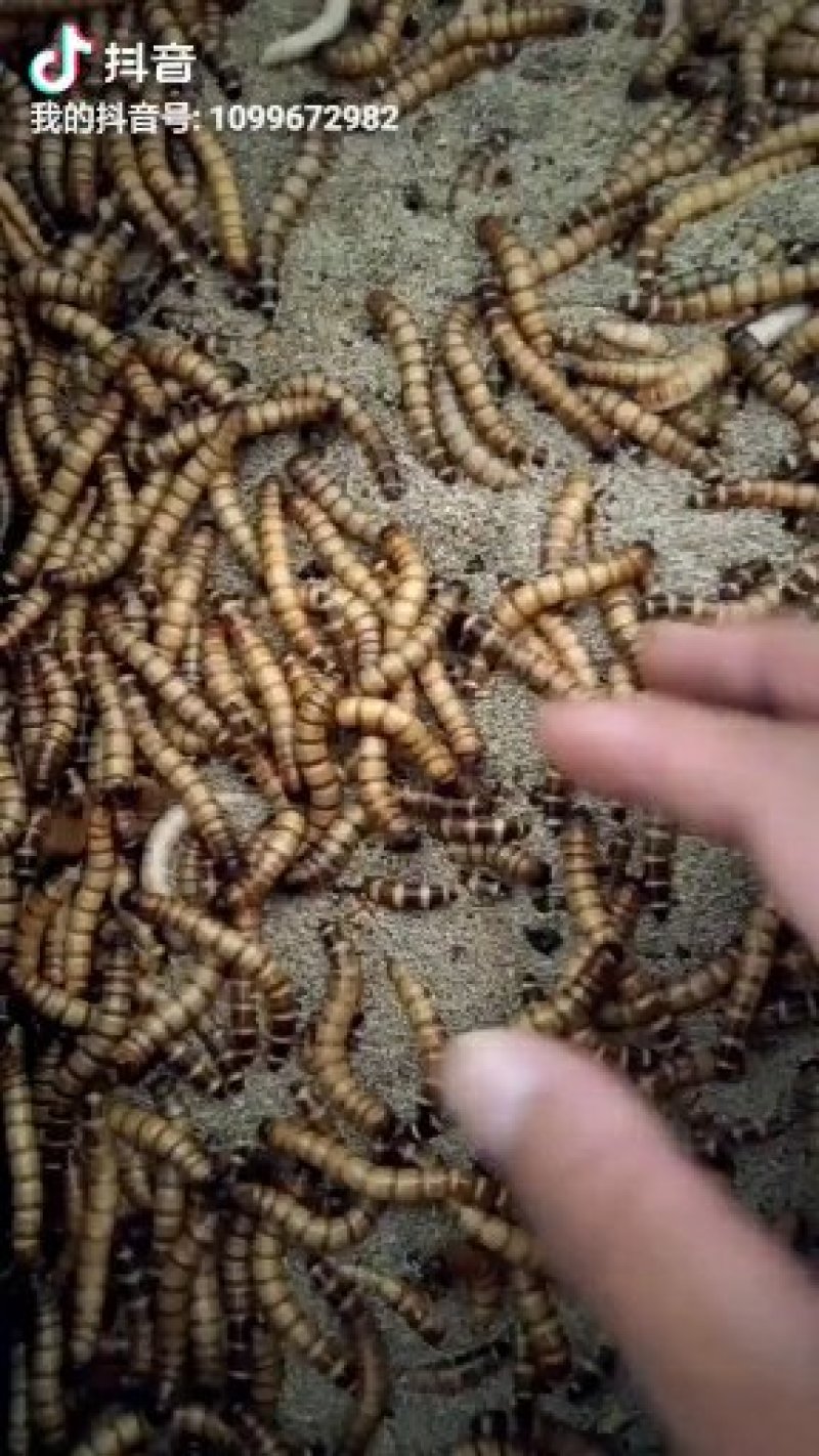 大麦虫活体面包虫黄粉虫画眉八哥金龙鱼活体饲料包邮