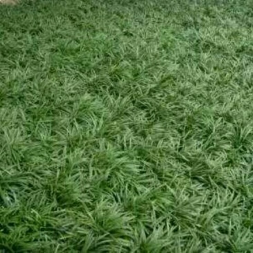 玉龙草