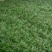 玉龙草