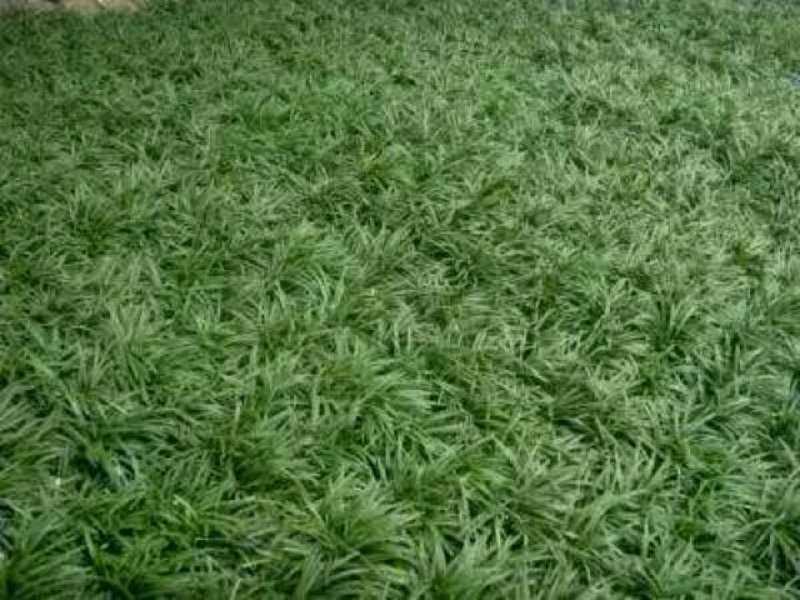 玉龙草