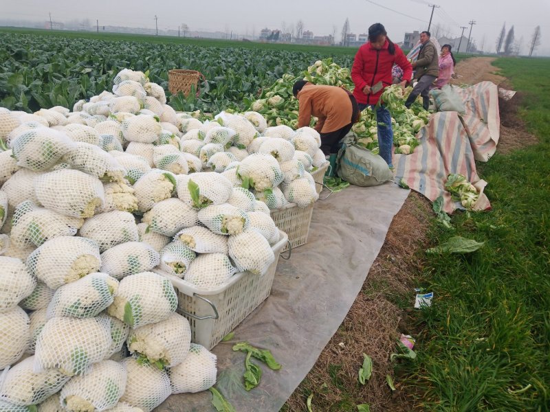 精品紧花2~3斤，长年供应基地货，价格美丽，货源稳定。