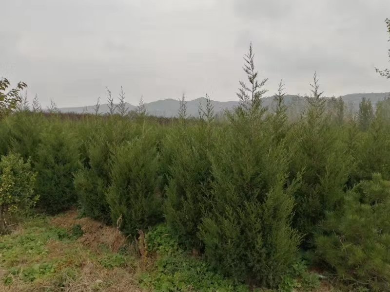 陕西，塔柏，蜀侩，河南桧，塔柏产地直销，