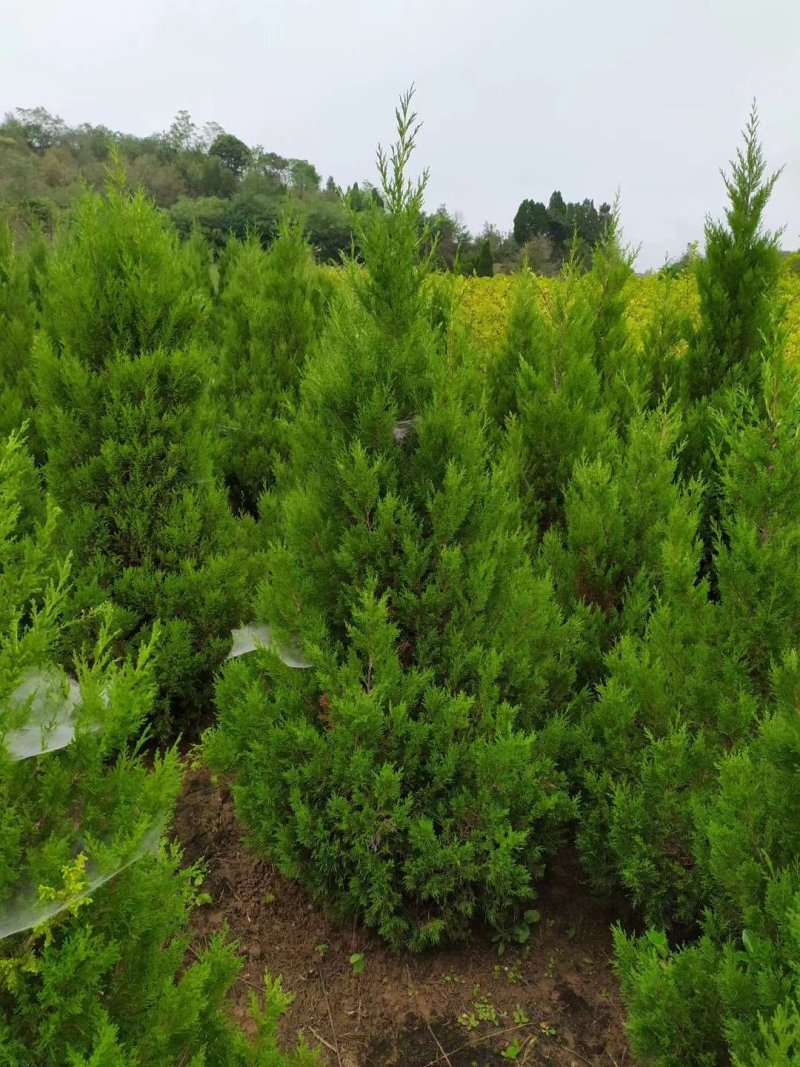 陕西，塔柏，蜀侩，河南桧，塔柏产地直销，