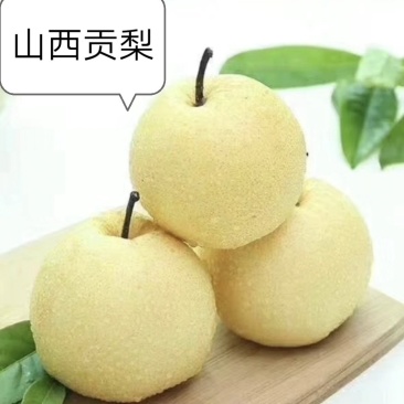 贡梨也叫酥梨，有的地方叫蜜梨，大量有货欢迎个大客商商超来
