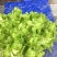 四川彭州儿菜，精品儿菜，，，