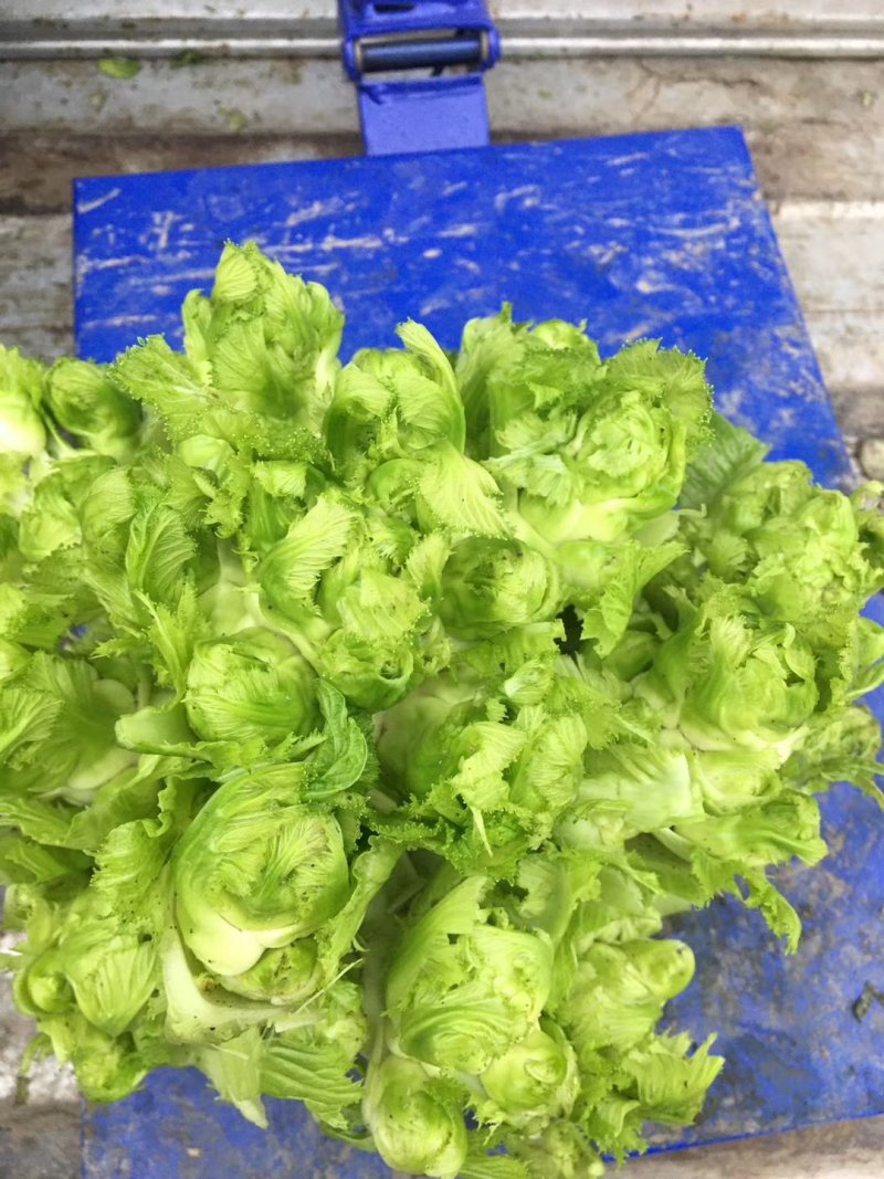 四川彭州儿菜，精品儿菜，，，